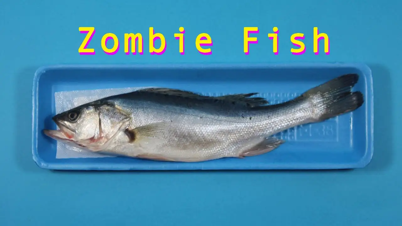 Zombie Fish